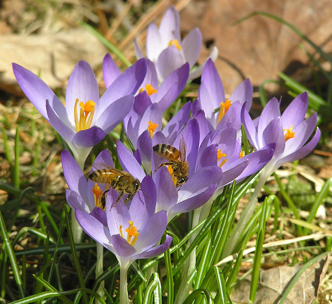 A First Sign of Spring! Beautiful Crocuses! And Look Who Has Found Them! Let's Make Some Honey and Celebrate! Those Cool Windchimes Will Be Out Soon!
