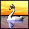 Graceful Swimming Swan